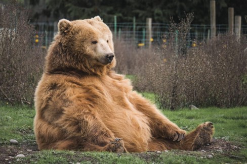 A brown bear. U.S. Market