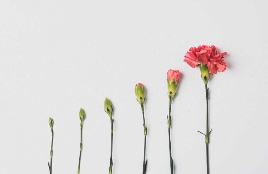 Stages of a blossoming carnation flower