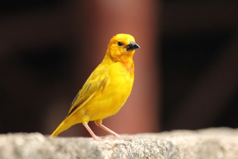 A bright yellow canary 