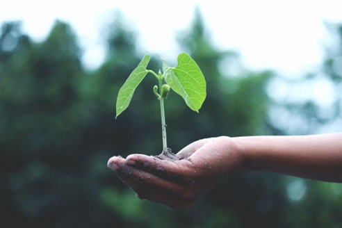 A small seedling in the palm of a hand The Fed