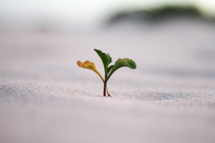 three small green leaves grow from sand.