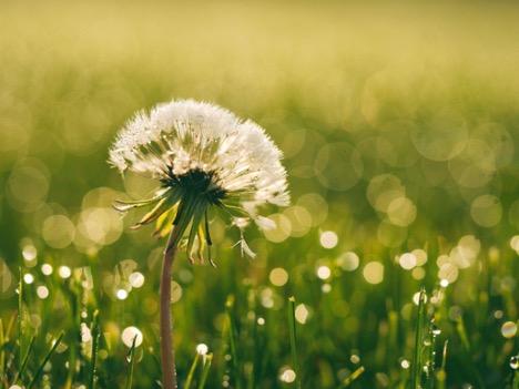 A dandelion head with hundreds of seeds