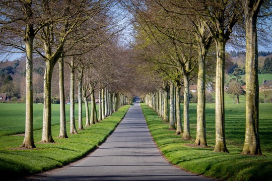 Exterior view of a long road lined with trees Investing