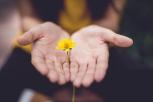 A small yellow flower cupped in a pair of hands T-bills