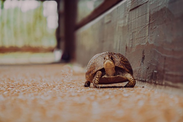 A tortoise walking by a wall Declining Deposits