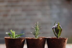 Three plants growing in brown pots