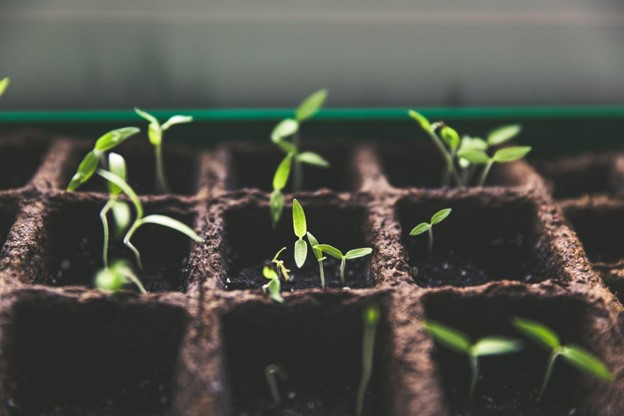 Tomato seedlings growing in a tray Bank Deposits