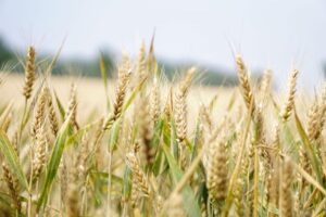 Photo of a wheat field future